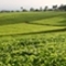 Royal Tea of Kenya, Rift Valley Green from Grey's Teas