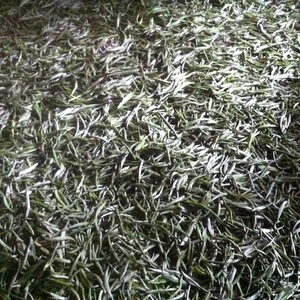 2012 Fengqing Dian Hong Grand Golden Needle from Da Bai Tian
