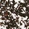 Black Currant from Murchie's Tea & Coffee