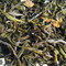 White Tangerine from Fusion Teas