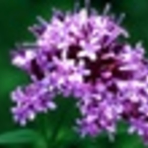 Valerian Root from Grey's Teas