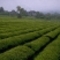 Japanese Kokei Cha from Grey's Teas