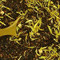 Caramel Mate from Hooker Tea