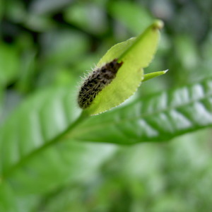 Putuoshan Fo Cha 普陀山佛茶 from Putuoshan Tea Garden