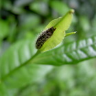 Putuoshan Fo Cha 普陀山佛茶 from Putuoshan Tea Garden