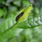 Putuoshan Fo Cha 普陀山佛茶 from Putuoshan Tea Garden