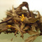 White Peach from Art of Tea