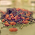 Dragon Crisp from Art of Tea