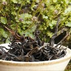 Mi Lan Dancong Black from Verdant Tea