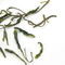Organic Tian Mu Mao Feng from Teavivre