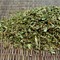Peppermint Leaf, Organic from Mountain Rose Herbs