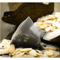 Coconut Almond from Paromi