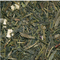 kombuca lime from The Tea Emporium