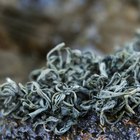 Summer Harvest Laoshan Green from Verdant Tea