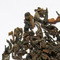 Darjeeling FTGFOP1 from Durango Coffee Company