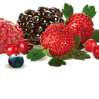 Forest Fruit from Mistral