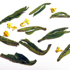 Osmanthus Weng Jia Shan Long Jing Dragon Well 2012 from Hotsoup.nl