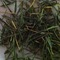Bamboo Leaf Tea from Bamboo Leaf Tea