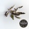 Bai Mu Dan (White Peony) from Canton Tea Co
