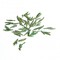 Meng Ding Huang Ya from Canton Tea Co