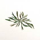 Anji Bai Cha from Canton Tea Co