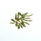 Superior Long Jing (Dragon Well) from Canton Tea Co