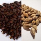 Honey Malt w/ Chocolate Malt from Malt-Tea.com