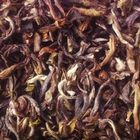 Temi 1st Flush from Tea Horse