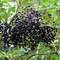 Elder Berry from Cheryl's Herbs