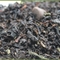 Choco-Mint Black Tea from Tealux