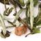 White Pear from Spice Merchants
