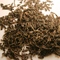 Black Manas from Teajo Teas
