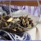 Eight Treasures Yabao Winter Blend from Verdant Tea