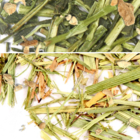 Shikaicha - Signature Blend from Custom-Adagio Teas