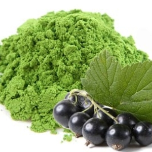 Black Currant Matcha from Red Leaf Tea
