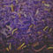 Himalayan Quest from Art of Tea