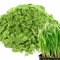Wheatgrass Matcha from Red Leaf Tea