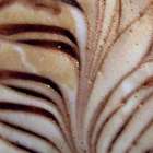 Ahhh.....Mocha Nut Latte from Custom-Adagio Teas