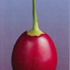 Tamarillo & Kamahi Honey from Healtheries