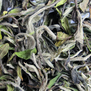 Fu Ding Bai Mu Dan from jing tea shop