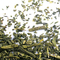 Sencha from California Tea House