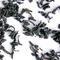 Lapsang Souchong from California Tea House