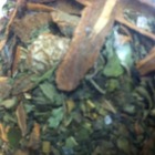 Lil Leapin' Lordy Lou from Keen Tea Thyme