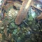 Lil Leapin' Lordy Lou from Keen Tea Thyme