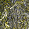 Organic Sencha "Oku Hikari" from O-Cha.com