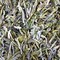 Dragon Well from Foxfire teas