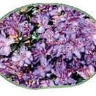 Violet Tea from Thomson's