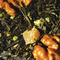 Praline Truffle from The Tea Spot