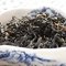 Yu Lu Yan Cha Black from Verdant Tea