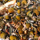 Chamomile Citrus from Fusion Teas